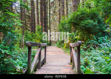 Holzbrücke und Wanderweg durch einen immergrünen Bäume Wald, Prairie Creek Redwoods State Park, Kalifornien Stockfoto
