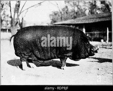 . Produktive schweine Tierhaltung. Schweinen. 56 RASSEN OP Schweine frei auf die Schweine dann in der Grafschaft, und die daraus resultierende Typ canae als Warren County Hog bekannt zu sein. Die großen China war einer mittelgroßen Rasse mit feinen Knochen und gutes Futter- Qualitäten, und seine Anwendung auf die Schweine von Warren County bewirkt eine deutliche Verbesserung. Es heißt auch, Fol-. Fia. 19.-Jähriges Poland-China Eber. Gewinnspiele Gewinner bei der Louisiana Purchase Exposition. Nach der Einführung des Großen China, andere chinesische Schweine von kleineren und feineren Art wurden in den Landkreis gebracht. In 1 S 35 oder 1836 Berkshires waren Intro Stockfoto