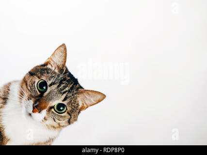 Die Katze schaut auf weißem Hintergrund späht um die Ecke Stockfoto