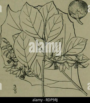 . Eine Illustrierte Flora von der nördlichen USA, Kanada und die britischen Besitzungen: von Neufundland zu den Parallelen der südlichen Grenze von Virginia und vom Atlantik westwärts nach dem 102 Meridian. Botanik. . Bitte beachten Sie, dass diese Bilder sind von der gescannten Seite Bilder, die digital für die Lesbarkeit verbessert haben mögen - Färbung und Aussehen dieser Abbildungen können nicht perfekt dem Original ähneln. extrahiert. Britton, Nathaniel Lord, 1859-1934; Braun, Addison, 1830-1913. New York: Scribner Stockfoto
