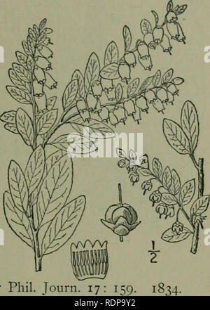 . Eine Illustrierte Flora von der nördlichen USA, Kanada und die britischen Besitzungen: von Neufundland zu den Parallelen der südlichen Grenze von Virginia und vom Atlantik westwärts nach dem 102 Meridian. Botanik. Gattung 13. Heide Familie. 687. Die Zähne recurved. Staubblätter 10, inchided; Filamente subulate, kahl, staubbeutel - sacs nach oben verjüngt in die röhrenförmigen Schnäbel, nicht awned, Eröffnung von Terminal Poren. Festplatte lo-Zahnriemen. Ovar S-celled, 5-Nut; Schande einfach. Kapsel gedrückt - gewölbt, die epicarp s-Ventilierten, sepa-Rating auf Länge aus den 10-Ventil endokarp. Samen nicht geflügelt. [Gree Stockfoto