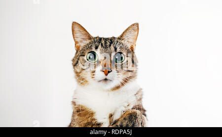 Close-up Portrait von Katze auf weißem Hintergrund Stockfoto