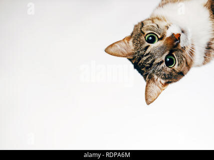 Die Katze schaut auf weißem Hintergrund späht um die Ecke Stockfoto