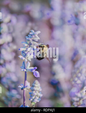 Biene auf einer Lavendel Pflanze Stockfoto