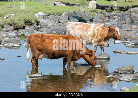 Shorthorn cattle (Bos taurus), auf der Suche nach Kühle Wasser, in der Hitze eines aussergewöhnlich warmen Sommer Mitte Tag. Juni. Die Insel Mull. Die Inneren Hebriden, an der Westküste von Schottland. UK​ Stockfoto