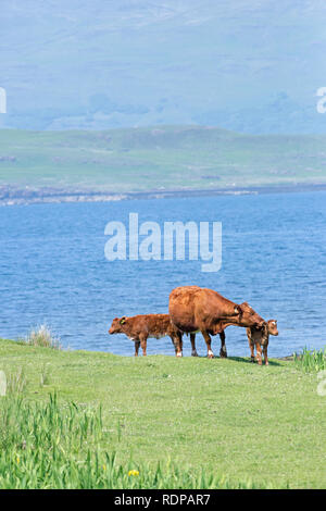 Kühe und zwei Kälber. Shorthorn kreuz Limousin. Die Rindfleischproduktion. Gras Weide für viel des Jahres verfügbar, durch den Einfluss des Golfstroms auf West c Stockfoto