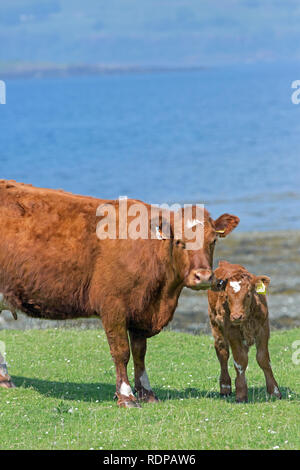 Shorthorn kreuz Limousin Rinder. Kuh und Kalb. Mutterkuhbestands. Die Rindfleischproduktion. Gras Weide für viel des Jahres aufgrund der Erwärmung der Einfluss des Golfstroms von jenseits des Atlantiks. ​ Stockfoto