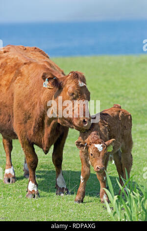 Shorthorn kreuz Limousin Rinder. Kuh nuzzling ihr Kalb. Mutterkuhbestands. Die Rindfleischproduktion. Gras Weide für viel des Jahres verfügbar, durch den Einfluss Stockfoto