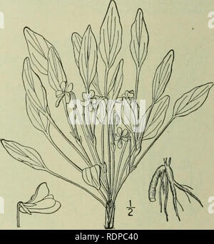 . Eine Illustrierte Flora von der nördlichen USA, Kanada und die britischen Besitzungen: von Neufundland zu den Parallelen der südlichen Grenze von Virginia und vom Atlantik westwärts nach dem 102 Meridian. Botanik. 35. Viola hastata Michx. Halberd - oder Speer-leaved Gelb Violett. Abb. - 2957 - Vwla hastata Michx. Fl. Bor. Standort. 2: 149. 1803. Leicht puberulent; Stammzellen schlank, 4-10' hoch, von einem langen weißen spröde Horizontale root-Lager; Stammzellen - Blätter 2-4, in der Nähe der Gipfel, hal-Berd - mit abgerundeten Basallappen, nar-rowly Lanzettlichen oben geprägt; oder manchmal Eiförmig-lanzettlich und subcorda Stockfoto