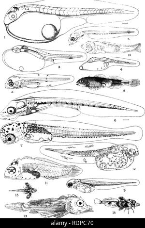 . Das Leben - Geschichten der britischen Marine essen - Fische. Fische, Fische, Fische. Platte V.. Bitte beachten Sie, dass diese Bilder sind von der gescannten Seite Bilder, die digital für die Lesbarkeit verbessert haben mögen - Färbung und Aussehen dieser Abbildungen können nicht perfekt dem Original ähneln. extrahiert. M'Intosh, William Carmichael, 1838-1931; Masterman, Arthur Thomas, gemeinsamen Thema. London, C. J. Clay und Söhne Stockfoto