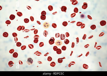 Normalen Blutausstrich. Computer Abbildung: rote Blutkörperchen, Blutplättchen (kleine rote Teilchen), neutrophilen Granulozyten (die zwei weißen Blutkörperchen in der Mitte), Monozyten (links unten) und Lymphozyten (oben rechts). Stockfoto