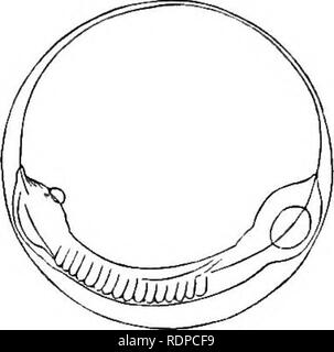 . Das Leben - Geschichten der britischen Marine essen - Fische. Fische, Fische, Fische. Abb. 23. Ei der Wittling mit spathulate neurochord. Abb. 24. Ei von Kabeljau mit Embryo. Laterale Ansicht. mehr posterior, als längliche oder elliptische Verdickungen der sensorischen Ebene des Epiblasten, und ein großer Riss oder Ritze entwickelt sich in der Mitte. Zur Rückkehr zum wachsenden blastoderm, wie es das Eigelb, Abdeckungen, es wird festgestellt, dass der verdickten Rand oder rim Grenzen eine Öffnung der Blastoporus durch Embryologen aufgerufen, diese Öffnung Erreichen seiner maximalen Wenn die Marge der blastoderm den Äquator erreicht hat und danach Stockfoto