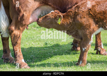 Kalb. Suckling​. Natürliche Aufzucht von ein Kalb. Tiere in einem mutterkuhbestand, Draußen, freie Strecke. Die Isle of Mull. Schottland. Großbritannien Stockfoto