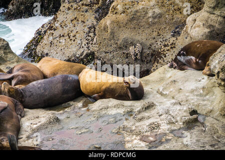 Seelöwen ruht auf Felsen, Cape Arago State Park, Coos Bay, Oregon Stockfoto