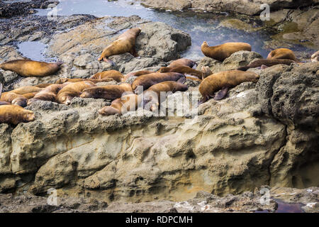 Seelöwen ruht auf Felsen, Cape Arago State Park, Coos Bay, Oregon Stockfoto