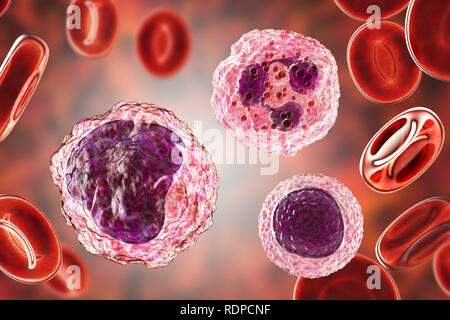 Lymphozyten (rechts unten), Monozyten (links) und Neutrophilen (rechts oben) weiße Blutkörperchen in einem blutausstrich, computer Abbildung. Lymphozyten sind für die Produktion von Antikörpern beteiligt und angreifenden Virus-infizierten und Tumorzellen. Weiße Blutkörperchen sind Teil des Immunsystems des Körpers. Monozyten sind die größten weißen Blutkörperchen. Sie verschlingen und verdauen sie eindringende Bakterien und Schmutz. Neutrophils sind die häufigsten weißen Blutzellen. Sie verschlingen und verdauen sie eindringende Bakterien. Lymphozyten sind für die Produktion von Antikörpern beteiligt und angreifenden Virus-infizierten und Tumorzellen. Stockfoto