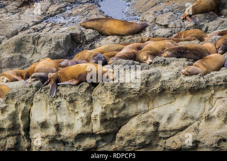 Seelöwen ruht auf Felsen, Cape Arago State Park, Coos Bay, Oregon Stockfoto