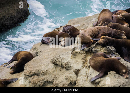 Seelöwen ruht auf Felsen, Cape Arago State Park, Coos Bay, Oregon Stockfoto