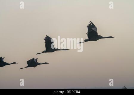 Kranich (Grus Grus). Großen wandernden Kran Arten, lebt in feuchten Wiesen und Sumpfland. In der Agamon See fotografiert, Hula Valley, Israel, im Januar. Stockfoto