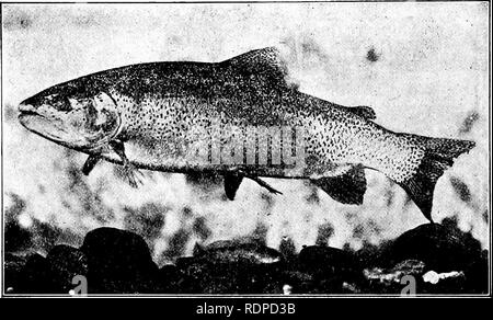 . Fische. Fische. 322 Salmonidas ernmost Ort, von dem aus ich Forelle erhalten haben, sie selten überschreiten, eine Länge von 15 cm. Obwohl nicht in der Regel ein ana-dromous Arten, die Regenbogenforelle häufig bewegt sich in den Flüssen, und es oft ins Meer, großes Meer - laufen die Proben häufig für steelheads. Mehrere Versuche gemacht worden, es in der östlichen Bächen vorzustellen, aber es scheint das Meer zu suchen, wenn es verloren geht. Es ist anscheinend mehr Hardy und weniger gierig als die amerikanischen Charr, oder bachforelle {Salvelinus. Abb. 331 - Regenbogenforelle (weiblich), Salmo irideus sJiasta Jordan. (Photog Stockfoto