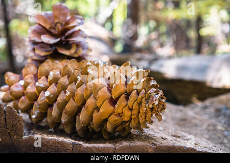 Gefallenen Zucker Kiefern (Pinus lambertiana) Kegel, Calaveras große Bäume State Park, Kalifornien Stockfoto