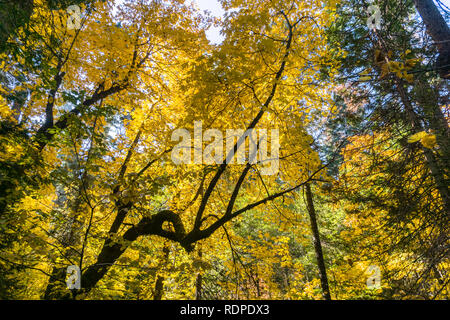 Golden Big leaf Ahorn (Acer macrophyllum) Laub, Calaveras große Bäume State Park, Kalifornien Stockfoto