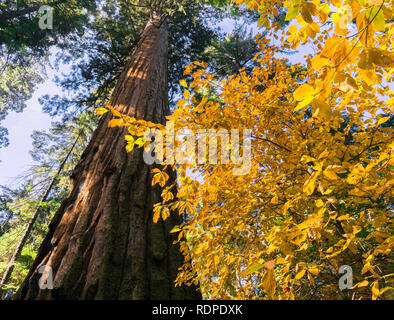 Suchen nach einem Mammutbaum, Herbst farbige Pacific Berg Hartriegel im Vordergrund, Calaveras große Bäume State Park, Kalifornien Stockfoto