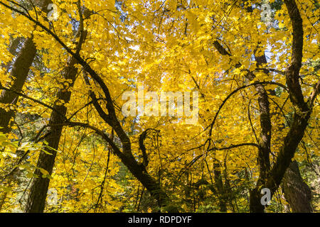 Golden Big leaf Ahorn (Acer macrophyllum) Laub, Calaveras große Bäume State Park, Kalifornien Stockfoto