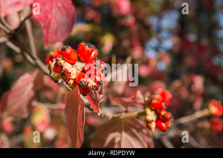 Pacific Berg Hartriegel (Cornus nuttallii) Früchte, Calaveras große Bäume State Park, Kalifornien Stockfoto