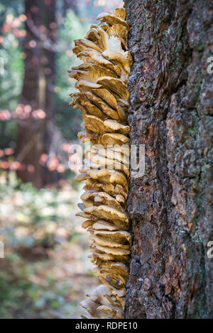 Orange Pilze wachsen auf den Stamm eines Nadelholz Baum, Calaveras große Bäume State Park, Kalifornien Stockfoto