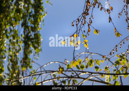 Sonne auf Birken (Betula pendula) fallen farbiges Laub bei Sonnenuntergang an einem bewölkten Himmel Hintergrund, Kalifornien Stockfoto