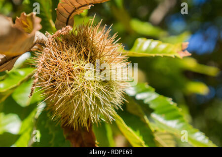 Nahaufnahme von Kastanien (Castanea sativa) Samen in der schützenden stacheligen Schalen Stockfoto