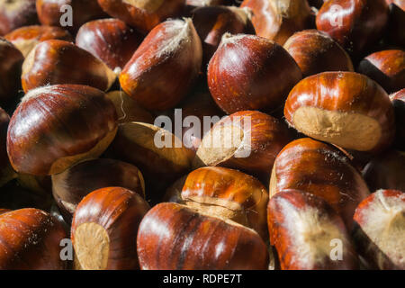 Raw Kastanien Reif. Frische Kastanien. Castanea sativa Ansicht von oben. Essen Hintergrund für den Herbst Stockfoto