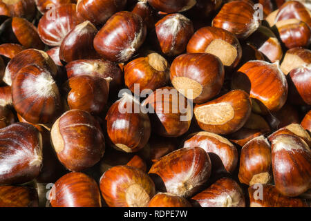 Raw Kastanien Reif. Frische Kastanien. Castanea sativa Ansicht von oben. Essen Hintergrund für den Herbst Stockfoto