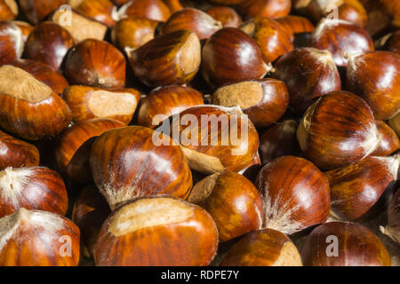 Raw Kastanien Reif. Frische Kastanien. Castanea sativa Ansicht von oben. Essen Hintergrund für den Herbst Stockfoto