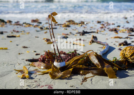 Algen unter root auf einem Golf ball brachte ans Ufer, Carmel State Beach, Carmel-by-the-Sea, Monterey Halbinsel, Kalifornien Stockfoto