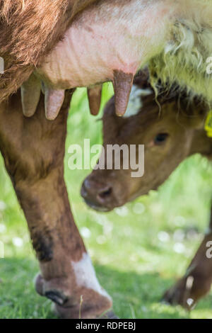 Neu geborene Kalb, die Milch von der Kuh Euter und von einem der vier Zitzen. Wesentliche Colostrum benötigt. Close Up. Stockfoto