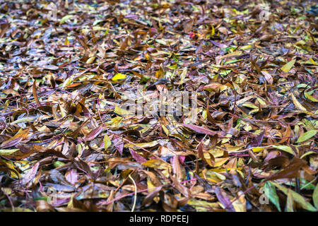 Bunte Blätter auf dem Boden an einem regnerischen Tag gefallen; Hintergrund für den Herbst Stockfoto