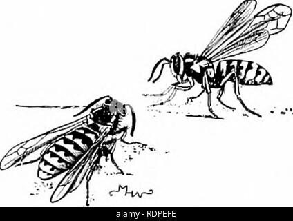 . Ersten Unterricht in der Zoologie. Zoologie. Abb. 246. - Hummel auf Kleeblüte. (Aus dem Leben). Abb. 247. - Gelb - Jacken, Größe; vom Leben.). Bitte beachten Sie, dass diese Bilder sind von der gescannten Seite Bilder, die digital für die Lesbarkeit verbessert haben mögen - Färbung und Aussehen dieser Abbildungen können nicht perfekt dem Original ähneln. extrahiert. Kellogg, Vernon L. (Vernon Lyman), 1867-1937. New York, H. Holt und Unternehmen Stockfoto