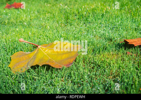 Herbst bunte Blätter auf Tau Gras gefallen; Hintergrund für den Herbst Stockfoto