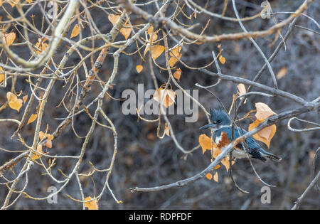 Weibliche Belted Kingfisher (Megaceryle alcyon) sitzen in den Ebenen der Pappel Baum über einen Bach, Castle Rock Colorado USA. Foto im Januar. Stockfoto