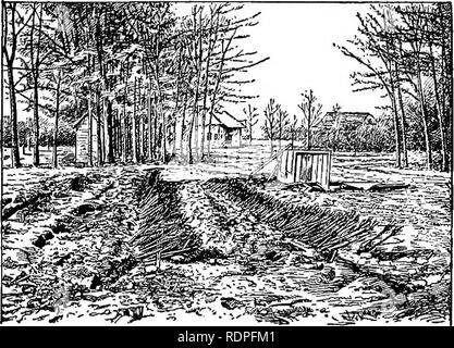 . Die Grundsätze der Obstbau und mit Anwendungen zu üben. Obst - Kultur. 176 Die Grundsätze der Obst- Ernte wird auch vermutlich mehr Zeit für treersetting im Frühjahr. Wenn Bäume im Herbst für die frühjahrspflanzung gesichert werden, sollten Sie verfolgte werden auf gut-durchlässigen Boden und vorzugsweise, wo der Schnee nicht abblasen. Sie können aufrecht in Furchen stand, oder festgelegt (Abb. 26, von Blake angepasst), Letztere bevorzugt. Öffnen Sie die Bündel und statt. Abb. 26. Pfirsich Bäume beschnitten und verfolgte. Jeder Baum von selbst, daß die Erde auf allen Seiten der Wurzel liegen wird. Pack die eart Stockfoto