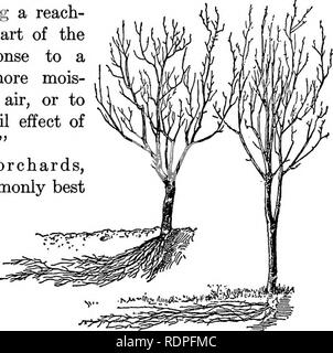 . Die Grundsätze der Obstbau und mit Anwendungen zu üben. Obst - Kultur. Wurzeln und Bodenbearbeitung 99 mois-Bäume erlitten durch die Zerstörung der Wurzeln in der Hitze und Trockenheit des Sommers und der Kälte des Winters nicht gesagt werden. In der kultivierte Land die Wurzeln wurden im größten Abun gefunden - Tanz in einer Tiefe von 3 bis 10 iaches. Die circumfer des root-Systems in der kultivierte Bäume ist etwa kreisförmigen, aber der Umfang der Wurzeln der Bäume in der Sod ist sehr irre - Linienverkehr, mit Angabe der ing aus einem Teil wurzeln in der Antwort die Nachfrage nach mehr ture, essen, oder in der Luft, oder einige böse escape Wirkung t Stockfoto