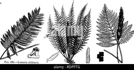 . Mein Garten, seinen Plan und Kultur zusammen mit einer allgemeinen Beschreibung der Geologie, Botanik und Naturgeschichte. Im Garten arbeiten. 384 meinen Garten. Sie würden sehr gut tun. Die W. radicans ist ein wirklich edles Farn, die andere kleine Farne Formen am Ende der Wedel. Die Doodia aspera (Abb. 908) lebt, und die Blätter sind Handsomer, als wenn es im Hallenbad fernery gewachsen ist, aber starker Frost "Tötet ihn. Ein oder zwei andere kleine Arten von doodia gut gedeihen. Die Alpina Alpina Lomaria, L., L. crinita wachsen in den meisten zufriedenstellend, und der L. sp. (Abb. 886) ist einer der Gl Stockfoto