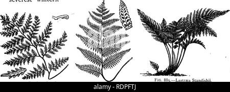 . Mein Garten, seinen Plan und Kultur zusammen mit einer allgemeinen Beschreibung der Geologie, Botanik und Naturgeschichte. Im Garten arbeiten. FERNERIES. 383 In der Umgebung des fruchtbar. Ich habe gelegentlich Wedel der 0 beobachtet. regalis ein wenig von einem ähnlichen Charakter teilhaben. Die Cystopteris bulbifera (Abb. 883) ist gründlich mit mich akklimatisiert. Es vermehrt sich durch Teilung, durch Sporen und durch wenig Bulbillen in den Achseln der Blätter gebildet. Es ist ein Farn, die in Menge angebaut werden sollte. Der Polypodiums, die P hexagonopterum, ein guter Begleiter Anlage zu der Eiche und Buche Farn, ist gut Akklimatisiert. Die S. Stockfoto