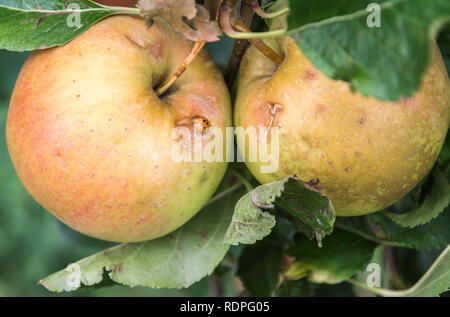 Eine Nahaufnahme von Äpfeln aus einem Obstgarten mit einem Marienkäfer. Äpfel, die durch Hagel beschädigt. Stockfoto