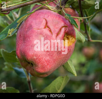 Red Delicious Apple durch Hagel Sturm beschädigt. Der hagelschlag haben fast völlig ausgelöscht, Ernte. Stockfoto