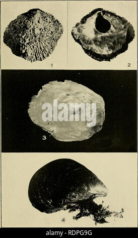 . Die essbaren Muscheln und Jakobsmuscheln von Kalifornien. . PiATE3.. Bitte beachten Sie, dass diese Bilder sind von der gescannten Seite Bilder, die digital für die Lesbarkeit verbessert haben mögen - Färbung und Aussehen dieser Abbildungen können nicht perfekt dem Original ähneln. extrahiert. Weymouth, Frank W. [aus dem alten Katalog]. Sacramento Stockfoto