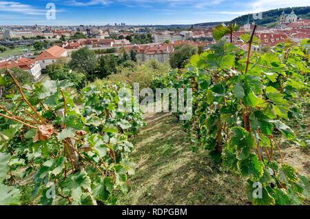 Prag/Tschechische Republik - September 29, 2018: Svatovaclavska Weinberg am Fuße der Prager Burg. Stockfoto