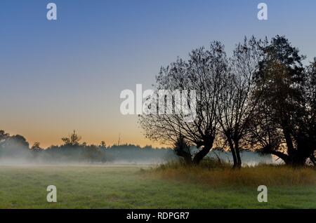 Die herbstlichen Sonnenaufgang auf einem mittlerem - Wald Wiese. Lasocin, Polen, Masowien Provinz. Stockfoto